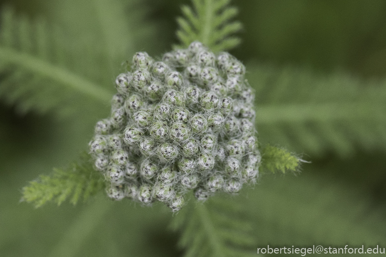 stanford bioblitz2019